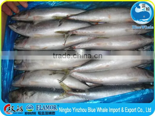 100/200g 200/300g 300/500g 400/600g Scomber Japonicus photo-5