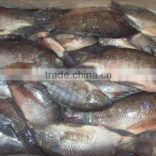 Seafood Prosucts Frozen Fish Tilapia Wholesale Price