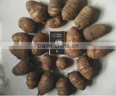Chinese Fresh Taro With Good Quality photo-2