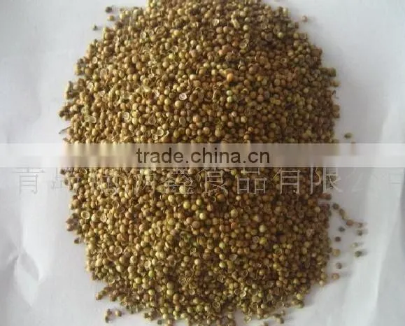 Coriander