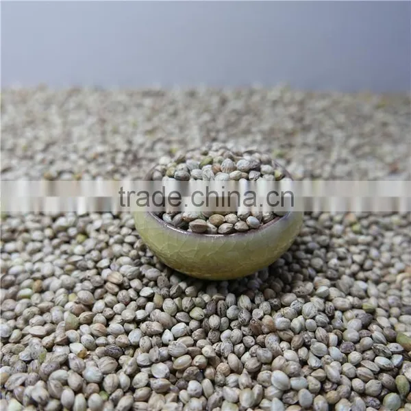 Hemp Seeds for Sale photo-2