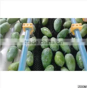 Fresh Mango (Processed / Washed) photo-2