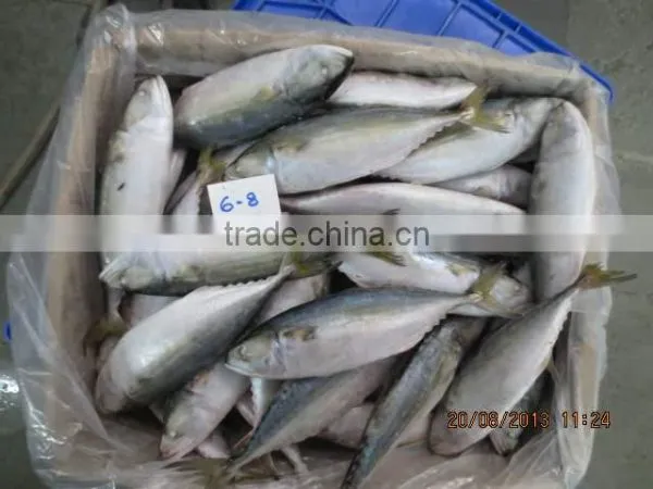Frozen Indian Mackerel photo-4