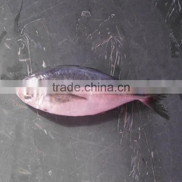 Canned fish horse mackerel japanese horse mackerel fish