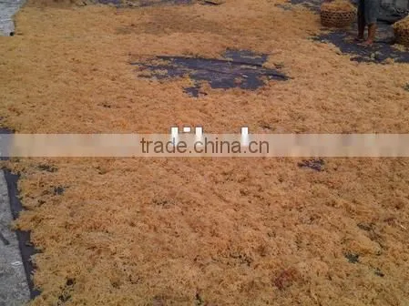 Euchema Spinosum With High Quality