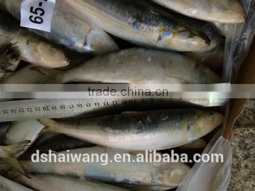 Sardine for Fish Bait From China Size 60 - 70 Pcs/ctn photo-3