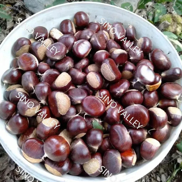 Bulk Fresh Raw Taishan Chestnuts Wholesale Leading China Exporter to Thailand Vietnam Organic Non-GMO Supplier Ecological Agriculture Japan Korea photo-5