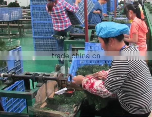 Christmas Tree Binding Branch Machine photo-5