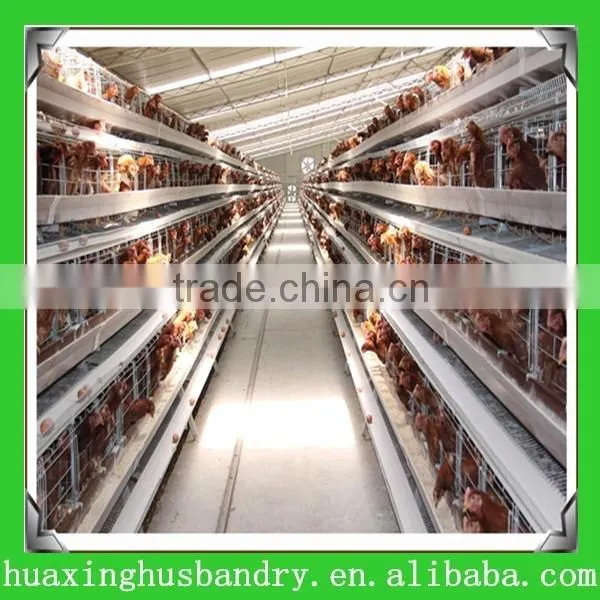 Broiler Chicks/poultry Farm and Agriculture Equipments photo-3