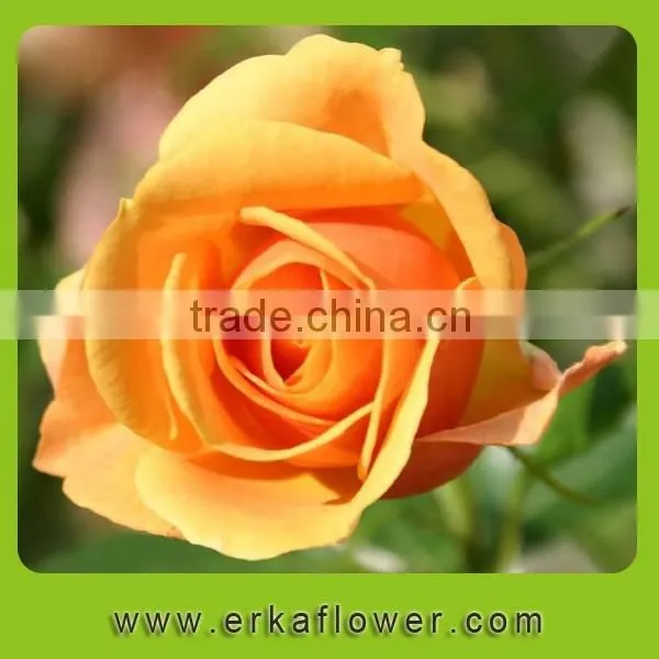 Good Smell 2016 Hot Sale New Added Flower Product Rose photo-5