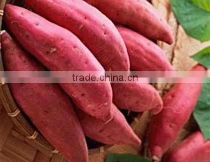 JAPANESE SWEET POTATO HIGH QUALITY, GOOD PRICE photo-3
