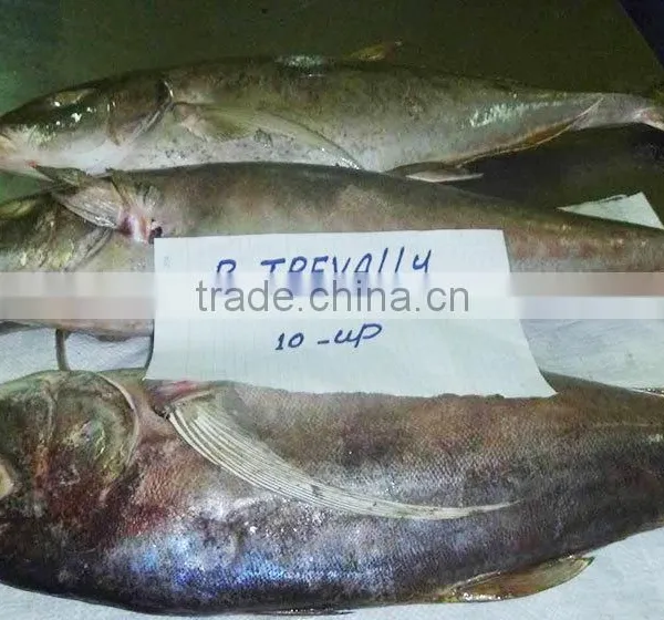 Cheap Seafood Frozen Bigeye Trevally Fresh Fish