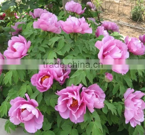 Paeonia Suffruticosa Andrews Peony Seedling photo-2