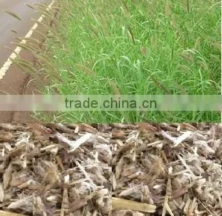 Indian Dinanath Grass Seeds Pennisetum Pedicellatum Rajasthan Asia India