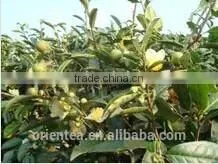 Camellia Sinensis Seed Oil photo-3