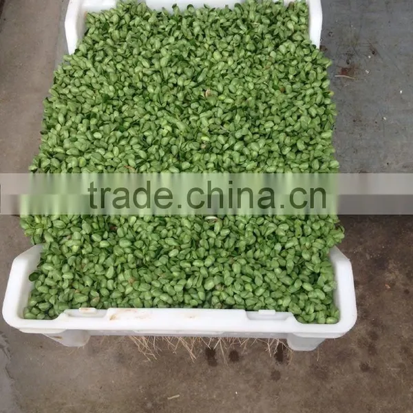 Automatic Bean Bud Seeding Machine With High Quality Best Price photo-6