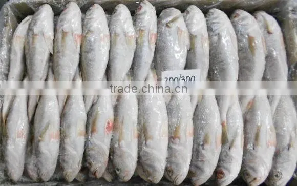 Frozen Silver Croaker Whole photo-2