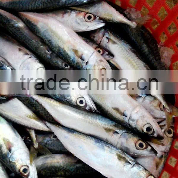 Supply Fresh Frozen Pacific Mackerel Fish photo-2