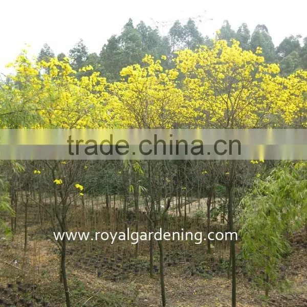 Tabebuia Chrysantha Tropical Trees photo-3