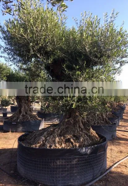 Olive Tree "Lechin"- Olea Europaea "Lechin Ejemplar" photo-4