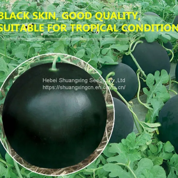 Maria Chinese Black Skin and Diploid Watermelon Seeds photo-3