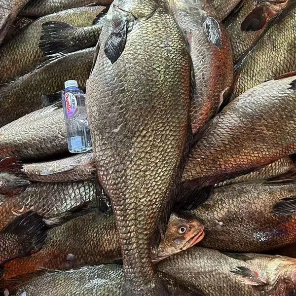 Brown Croaker