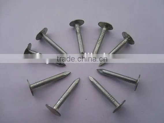 Galvanized Clout Nails Factory photo-6