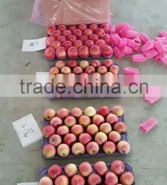 Chinese Qinguan Apple From Shanxi Province photo-6