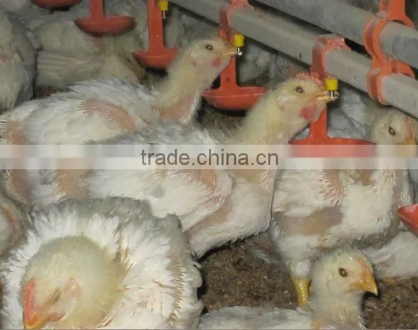 Automatic Poultry Nipple Drinking System photo-5