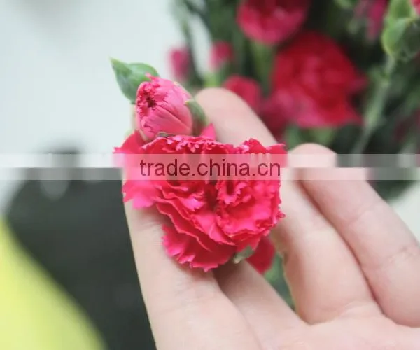 Reasonable Price Top Sell Factory Flower Carnation photo-3