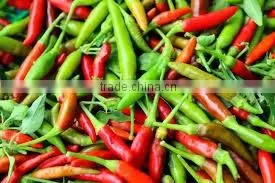 Organic Fresh Bird Chilli