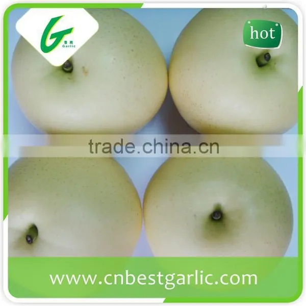 Bulk Fresh Crown Pear From Hebei photo-2