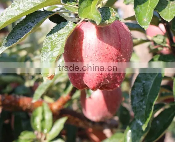 2016 New Crop New Season Huaniu Apple