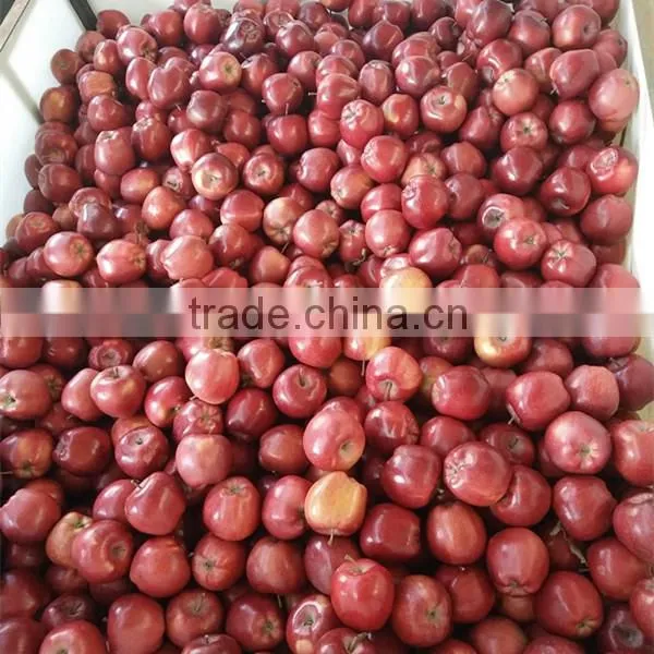 Chinese Fresh Apple Fresh Apple Fruit for Sale photo-4