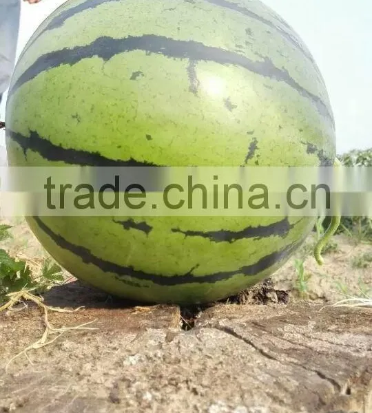 Hybrid F1 Watermelon Seeds Jia Mi No.1 photo-2