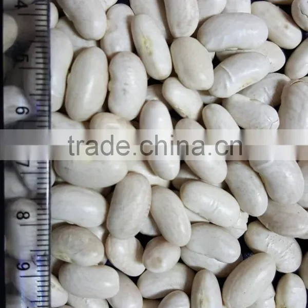 Good Quality Canned White Kidney Beans photo-2