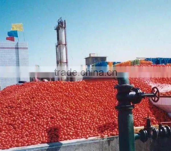 Tomato Paste