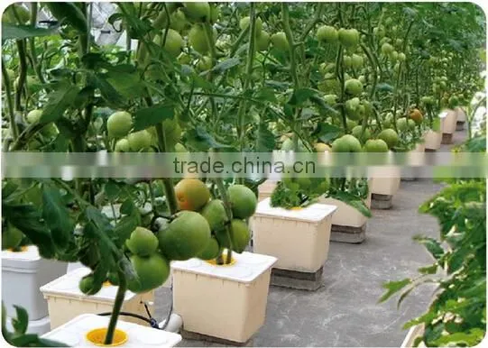 Greenhouse Dutch Bucket Hydroponic for Commercial photo-2