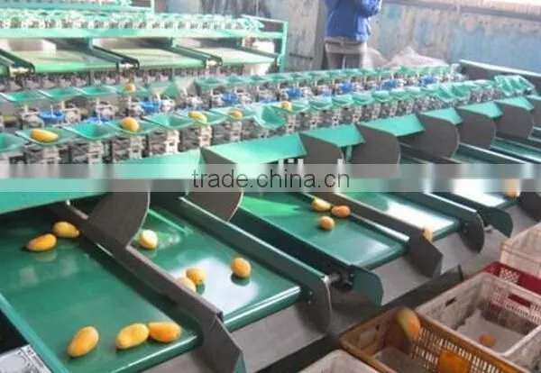 Mango Grading Machine Sorter Grader photo-3