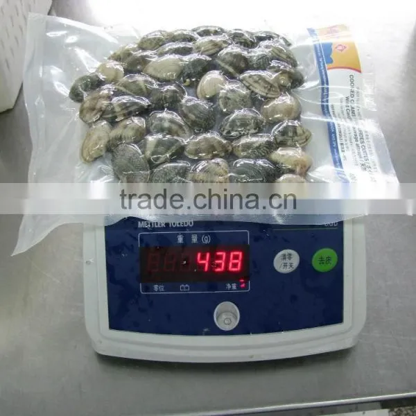 Good Quality Short Necked Clams photo-6