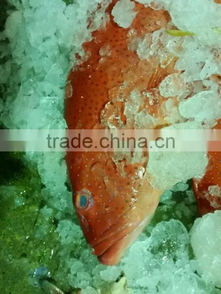 Leopard Coral Grouper - Coral Trout - Dong Xing