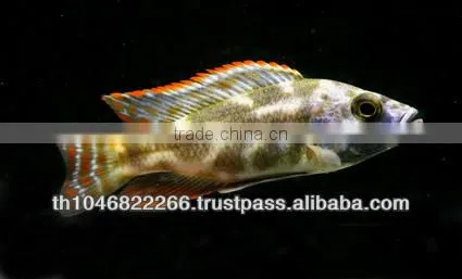 Cichlid Fish Farm for Sale and Export photo-2