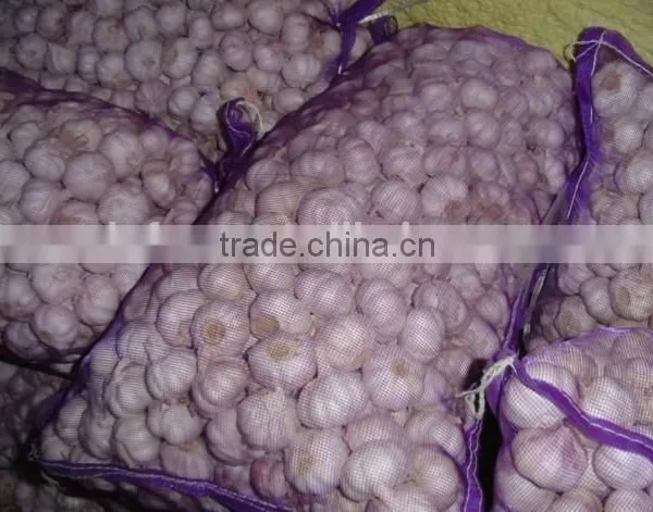 Pure White Garlic photo-6