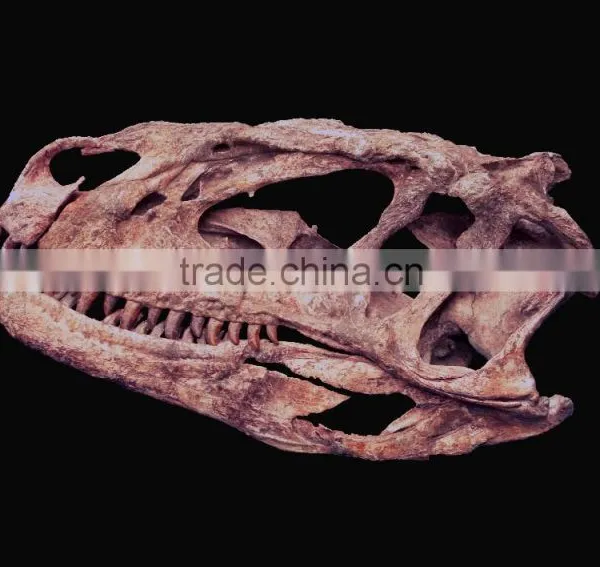 1:1 Scale Artificial Resin Dinosaur Skull photo-6
