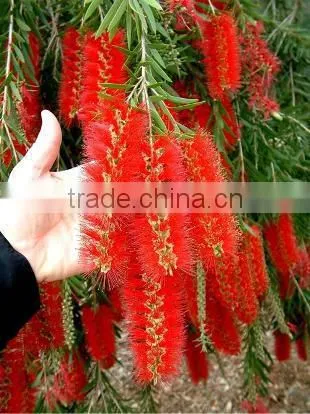Callistemon Viminalis, Bottle Brush photo-2