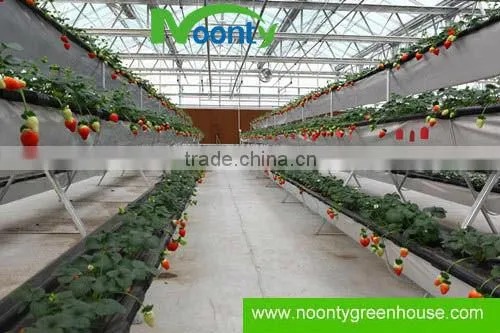 Strawberry Gutter photo-2