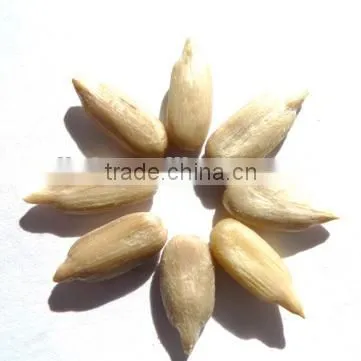 Organic Sunflower Kernel