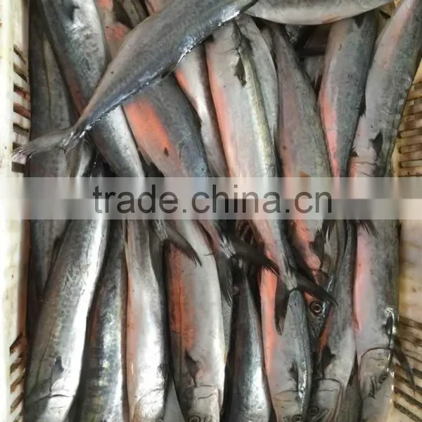 Frozen Fresh King Fish photo-4