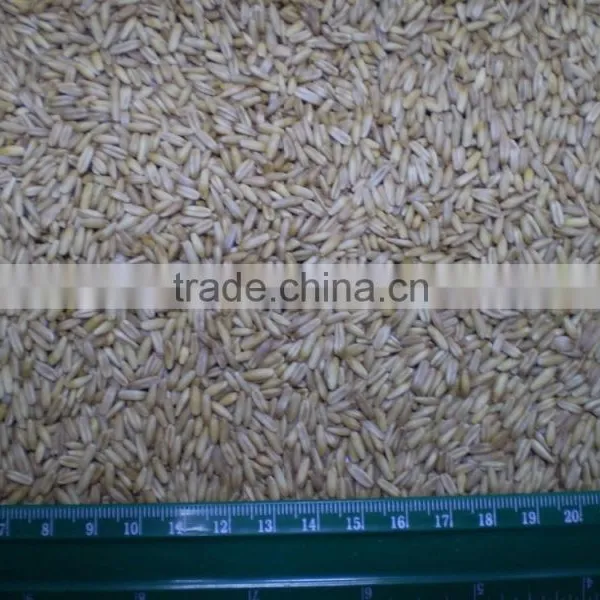 Hulled Oat From Ukraine photo-3