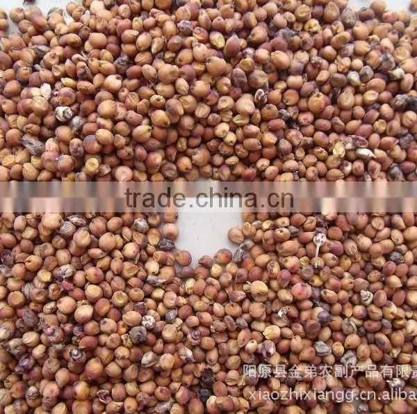 Red Sorghum Market Price With New Crop photo-5